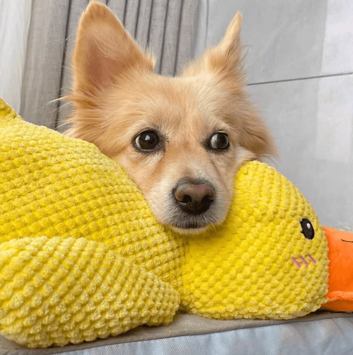 Jouet canard calmant par PLEXUS